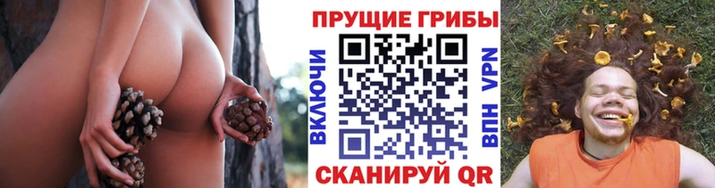omg маркетплейс  Кремёнки  Псилоцибиновые грибы мицелий 